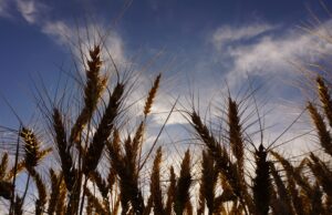 World Pasta Day, in Italia persi oltre 75mila ettari di grano duro