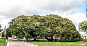 Alberi monumentali sardi: proposti tre esemplari dei Giardini Pubblici