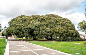 Alberi monumentali sardi: proposti tre esemplari dei Giardini Pubblici