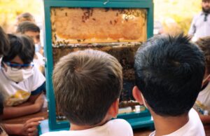 Api a rischio estinzione, ci pensano i bambini