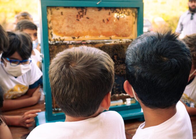 Api a rischio estinzione, ci pensano i bambini