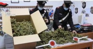 Oristanese: maxi sequestro di droga | Scoperti 1700 chili di canapa