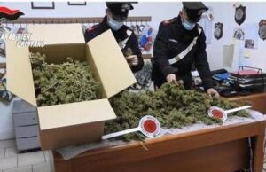 Oristanese: maxi sequestro di droga | Scoperti 1700 chili di canapa