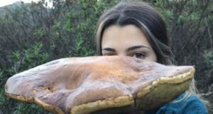 Un altro mega porcino trovato in Gallura | La star è una 18enne di Olbia