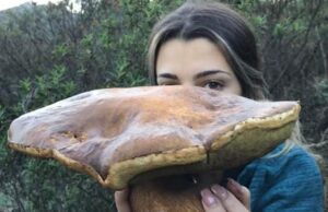 Un altro mega porcino trovato in Gallura | La star è una 18enne di Olbia