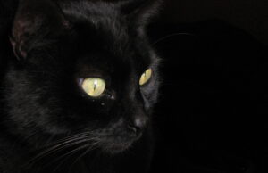 Black Cat Day: la giornata internazionale contro la superstizione