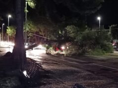 Viale Cimitero, un albero crolla in mezzo alla strada