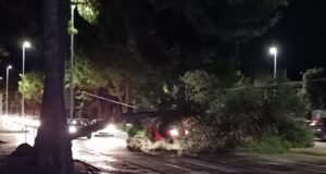 Viale Cimitero, un albero crolla in mezzo alla strada