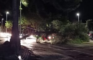 Viale Cimitero, un albero crolla in mezzo alla strada