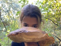Funghi: porcino da record trovato nel nord Sardegna