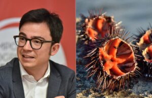 Pesca dei ricci, Agus (Progressisti): “Senza controlli il blocco non servirà”