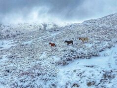 Maltempo: allevatori bloccati e aziende agricole senza luce