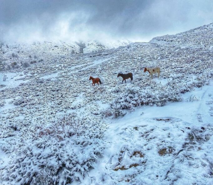 Maltempo: allevatori bloccati e aziende agricole senza luce