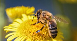 Incendi in Sardegna, donate 50 arnie: tre milioni di api ritrovano casa