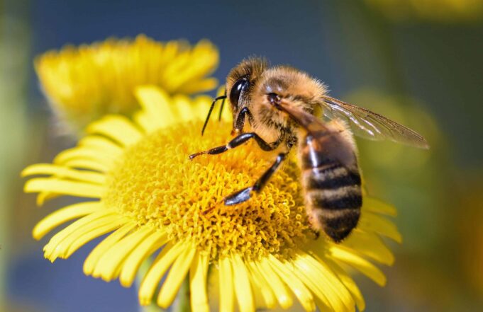 Incendi in Sardegna, donate 50 arnie: tre milioni di api ritrovano casa