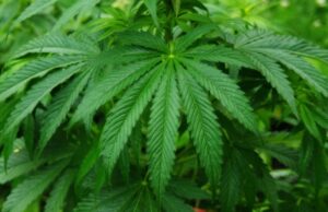 Produttori di canapa light: “In Sardegna vuoto normativo non ci fa lavorare”