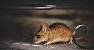 Cagliari, disinfestazione da roditori in due scuole