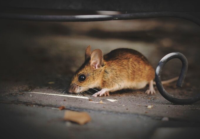 Cagliari, disinfestazione da roditori in due scuole