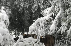 Emergenza neve: devastato il bosco della Barbagia e Gennargentu