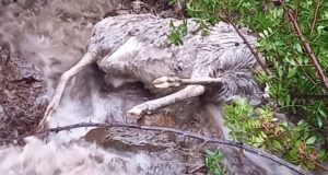 Anche animali vittime del maltempo, Coldiretti chiede stato di calamità