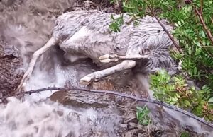 Anche animali vittime del maltempo, Coldiretti chiede stato di calamità