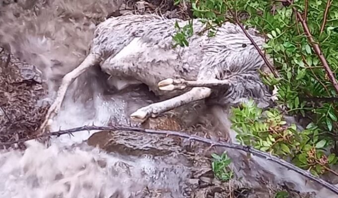 Anche animali vittime del maltempo, Coldiretti chiede stato di calamità