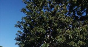 Parcheggi del Brotzu: allestito dai cittadini l’albero dell’aliga