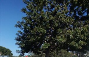 Parcheggi del Brotzu: allestito dai cittadini l’albero dell’aliga