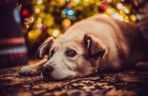 Quartu, botti vietati per tutta la settimana di Capodanno