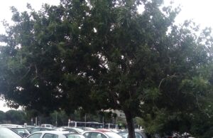 Brotzu: i parcheggi esterni sono una discarica a cielo aperto