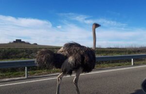 Uno struzzo in sorpasso sulla Centrale Sarda