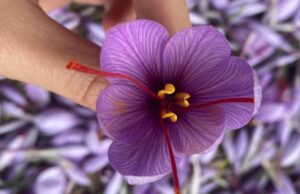 A Villanovafranca il Festival dello Zafferano di Sardegna DOP