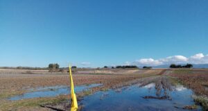 Campi allagati e grano alle stelle: gli agricoltori sardi sono in ginocchio