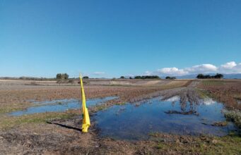 Maltempo nell’Oristanese, agricoltori allarmati: “A rischio semine e raccolti”