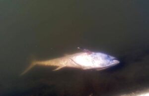 Molentargius, un tonno rosso (morto) tra i fenicotteri rosa