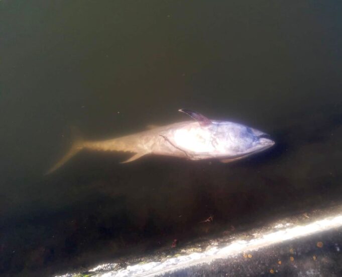 Molentargius, un tonno rosso (morto) tra i fenicotteri rosa