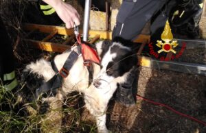 Serdiana, i Vigili del Fuoco salvano un altro cane caduto in un pozzetto