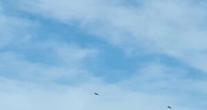 Avvistamento di Capodanno all’Isola Rossa: grossi volatili o Ufo?