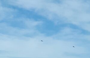 Avvistamento di Capodanno all’Isola Rossa: grossi volatili o Ufo?