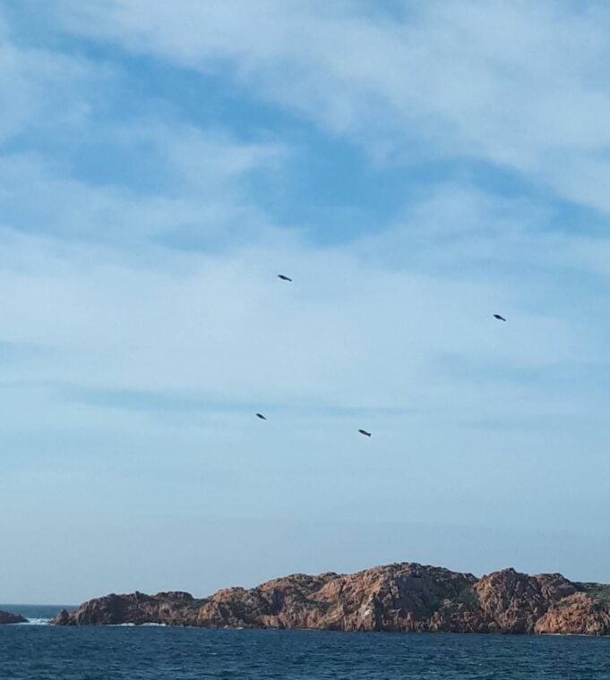 Avvistamento di Capodanno all’Isola Rossa: grossi volatili o Ufo?