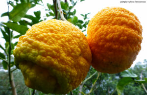 L’agrume più raro al mondo cresce a Siniscola | Sa Pompìa