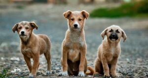 Condannato per uccisione e maltrattamenti di animali | È una sentenza storica nell’Isola