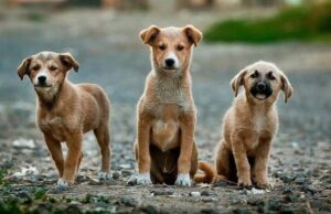 Condannato per uccisione e maltrattamenti di animali | È una sentenza storica nell’Isola