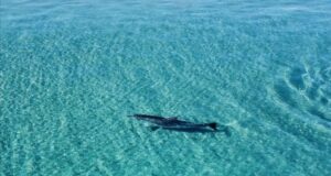 Poetto, il delfino solitario nuota davanti alla quarta fermata