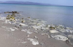 Poetto, i sacchi di nylon sono ancora lì | Il Grig: “Vogliamo togliere quella plastica?”