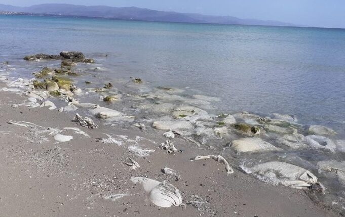 Poetto, i sacchi di nylon sono ancora lì | Il Grig: “Vogliamo togliere quella plastica?”