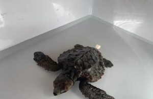 Intrappolate in buste e corde | Tartarughe salvate in Sardegna