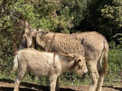 Valorizzazione del “molente”: asini di razza sarda in mostra