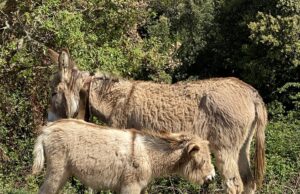 Valorizzazione del “molente”: asini di razza sarda in mostra