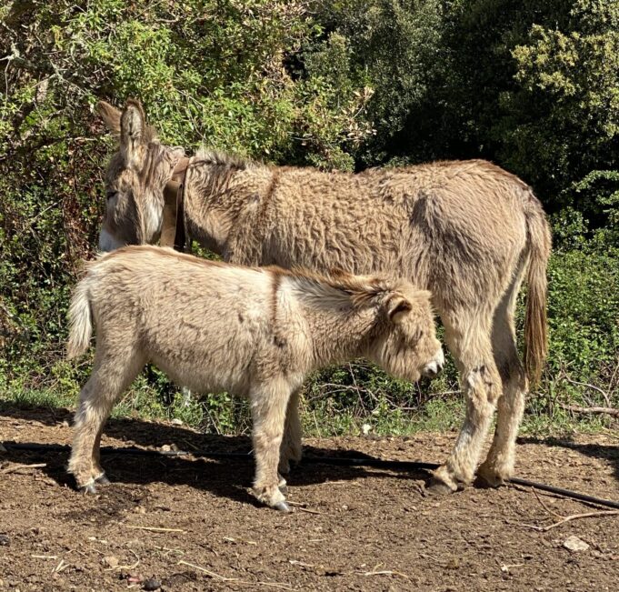 Valorizzazione del “molente”: asini di razza sarda in mostra